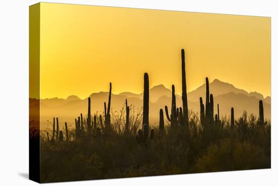 USA, Arizona, Saguaro National Park. Sonoran Desert at sunset.-Jaynes Gallery-Premier Image Canvas
