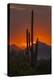 USA, Arizona, Saguaro National Park. Sunset on Desert Landscape-Cathy & Gordon Illg-Premier Image Canvas