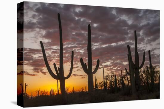USA, Arizona, Saguaro National Park. Sunset on Desert Landscape-Cathy & Gordon Illg-Premier Image Canvas