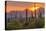 USA, Arizona, Saguaro National Park. Sunset on Desert Landscape-Cathy & Gordon Illg-Premier Image Canvas