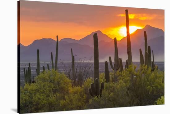 USA, Arizona, Saguaro National Park. Sunset on Desert Landscape-Cathy & Gordon Illg-Premier Image Canvas