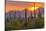 USA, Arizona, Saguaro National Park. Sunset on Desert Landscape-Cathy & Gordon Illg-Premier Image Canvas