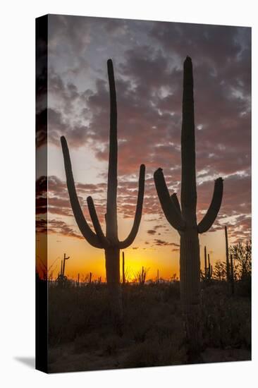 USA, Arizona, Saguaro National Park. Sunset on Desert Landscape-Cathy & Gordon Illg-Premier Image Canvas
