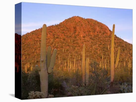 USA, Arizona, Saguaro National Park, Tucson Mountain District-John Barger-Premier Image Canvas