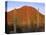 USA, Arizona, Saguaro National Park, Tucson Mountain District-John Barger-Premier Image Canvas