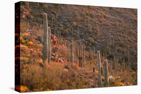 USA, Arizona, Saguaro National Park, Tucson Mountain District-John Barger-Premier Image Canvas