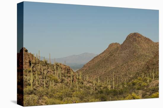 USA, Arizona, Saguaro National Park. Valley in Desert Landscape-Cathy & Gordon Illg-Premier Image Canvas