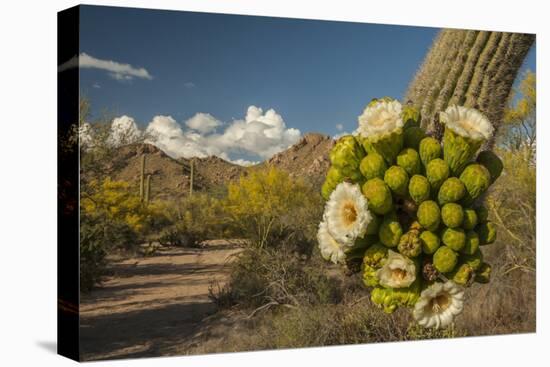 USA, Arizona, Saguaro NP. Close-up of Saguaro Cactus Blossoms-Cathy & Gordon Illg-Premier Image Canvas