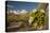 USA, Arizona, Saguaro NP. Close-up of Saguaro Cactus Blossoms-Cathy & Gordon Illg-Premier Image Canvas