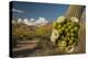 USA, Arizona, Saguaro NP. Close-up of Saguaro Cactus Blossoms-Cathy & Gordon Illg-Premier Image Canvas