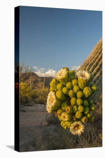 USA, Arizona, Saguaro NP. Close-up of Saguaro Cactus Blossoms-Cathy & Gordon Illg-Premier Image Canvas