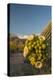 USA, Arizona, Saguaro NP. Close-up of Saguaro Cactus Blossoms-Cathy & Gordon Illg-Premier Image Canvas