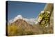 USA, Arizona, Saguaro NP. Close-up of Saguaro Cactus Blossoms-Cathy & Gordon Illg-Premier Image Canvas