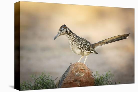 USA, Arizona, Santa Rita Mountains. a Greater Roadrunner on Rock-Wendy Kaveney-Premier Image Canvas