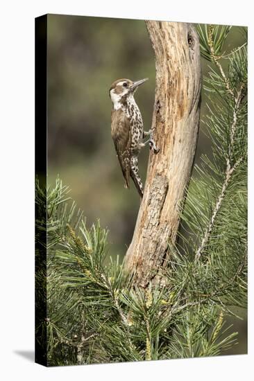 USA, Arizona, Santa Rita Mountains, Arizona, Woodpecker on Tree Trunk-Wendy Kaveney-Premier Image Canvas