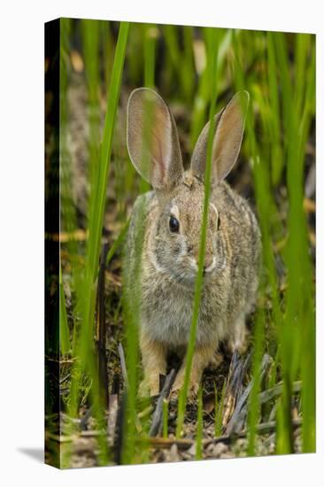 USA, Arizona, Sonoran Desert. Desert Cottontail Rabbit in Grass-Cathy & Gordon Illg-Premier Image Canvas