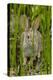 USA, Arizona, Sonoran Desert. Desert Cottontail Rabbit in Grass-Cathy & Gordon Illg-Premier Image Canvas