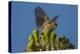 USA, Arizona, Sonoran Desert. House Finch on Saguaro Buds-Cathy & Gordon Illg-Premier Image Canvas