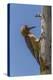 USA, Arizona, Sonoran Desert. Male Gila Woodpecker on Ocotillo-Cathy & Gordon Illg-Premier Image Canvas