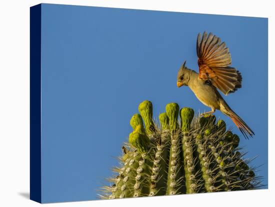 USA, Arizona, Sonoran Desert. Pyrrhuloxia Bird Lands on Saguaro Buds-Cathy & Gordon Illg-Premier Image Canvas