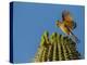 USA, Arizona, Sonoran Desert. Pyrrhuloxia Bird Lands on Saguaro Buds-Cathy & Gordon Illg-Premier Image Canvas