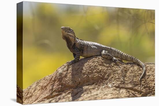 USA, Arizona, Sonoran Desert. Spiny-Tailed Iguana on Rock-Cathy & Gordon Illg-Premier Image Canvas