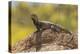 USA, Arizona, Sonoran Desert. Spiny-Tailed Iguana on Rock-Cathy & Gordon Illg-Premier Image Canvas