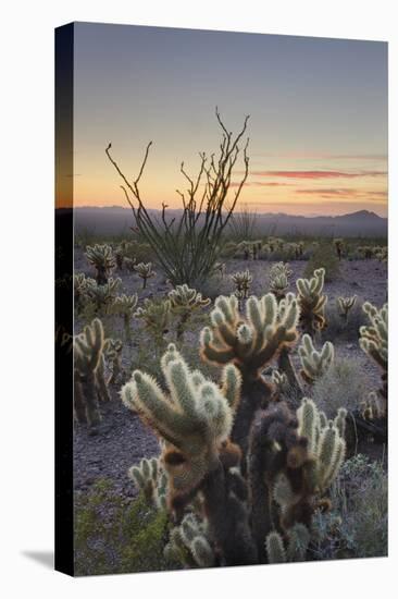 USA, Arizona. Sonoran desert sunset with Ocotillo. Teddy Bear Cholla cactus-Alan Majchrowicz-Premier Image Canvas