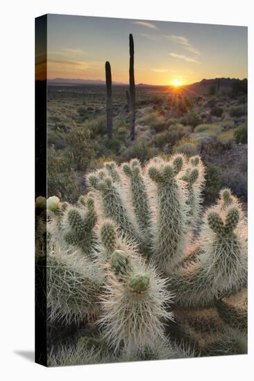 USA, Arizona. Teddy Bear Cholla cactus illuminated by the setting sun, Superstition Mountains.-Alan Majchrowicz-Premier Image Canvas