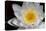 USA, Arizona, Tucson, Cricket Head Inn, Water Lilly-Peter Hawkins-Premier Image Canvas