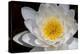 USA, Arizona, Tucson, Cricket Head Inn, Water Lilly-Peter Hawkins-Premier Image Canvas