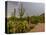 USA, Arizona, Tucson, Saguaro National Park West, Lightning-Peter Hawkins-Premier Image Canvas