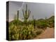 USA, Arizona, Tucson, Saguaro National Park West, Lightning-Peter Hawkins-Premier Image Canvas