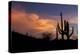 USA, Arizona, Tucson, Saguaro National Park West-Peter Hawkins-Premier Image Canvas