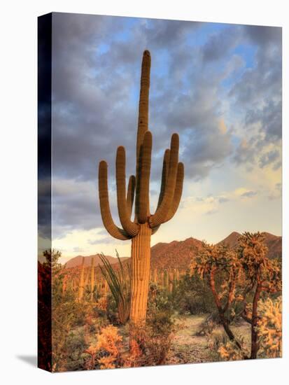 USA, Arizona, Tucson, Saguaro National Park-Michele Falzone-Premier Image Canvas