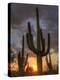 USA, Arizona, Tucson, Saguaro National Park-Michele Falzone-Premier Image Canvas