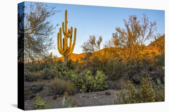 USA, Arizona, Tucson, Saguaro National Park-Peter Hawkins-Premier Image Canvas