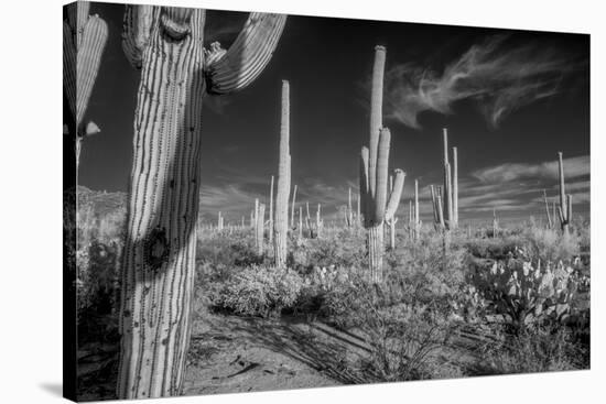 USA, Arizona, Tucson, Saguaro National Park-Peter Hawkins-Premier Image Canvas