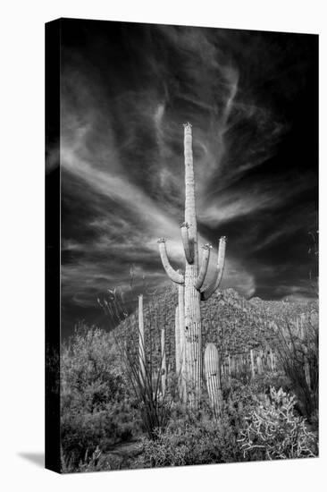 USA, Arizona, Tucson, Saguaro National Park-Peter Hawkins-Premier Image Canvas