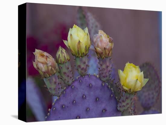 Usa, Arizona, Tucson. Yellow and pink flowers on purple Prickly Pear Cactus.-Merrill Images-Premier Image Canvas