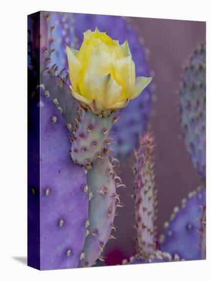 Usa, Arizona, Tucson. Yellow flower on purple Prickly Pear Cactus.-Merrill Images-Premier Image Canvas