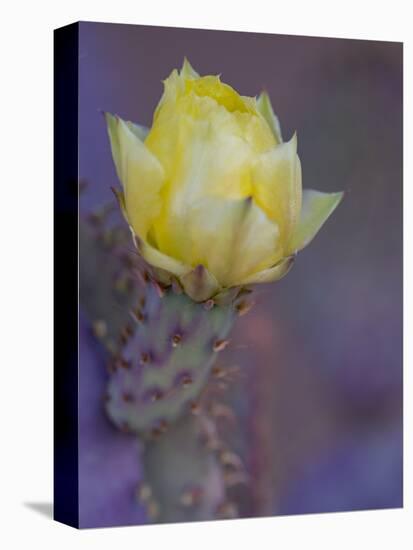 Usa, Arizona, Tucson. Yellow flower on purple Prickly Pear Cactus.-Merrill Images-Premier Image Canvas