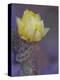 Usa, Arizona, Tucson. Yellow flower on purple Prickly Pear Cactus.-Merrill Images-Premier Image Canvas