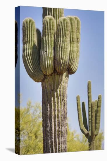 USA, Arizona, White Tank Mountain Park, Phoenix. Close-up of a Saguaro cactus.-Deborah Winchester-Premier Image Canvas