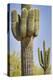 USA, Arizona, White Tank Mountain Park, Phoenix. Close-up of a Saguaro cactus.-Deborah Winchester-Premier Image Canvas