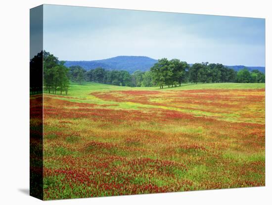 USA, Arkansas. Blooming Scarlet Clover in Boston Mountains-Dennis Flaherty-Premier Image Canvas