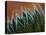 Usa, Bellevue. Lace aloe-Merrill Images-Premier Image Canvas