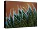 Usa, Bellevue. Lace aloe-Merrill Images-Premier Image Canvas