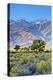USA, Bishop, California. Eastern Sierra Region, Owens Valley-Joe Restuccia III-Premier Image Canvas