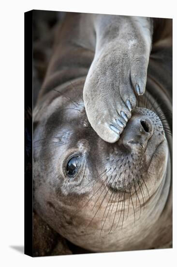 Usa, California. A curious elephant seal pup goes eye to the eye with the photographe.-Betty Sederquist-Premier Image Canvas